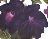 Black and Purple Petunias